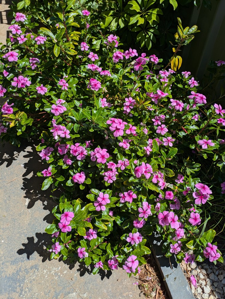 A bush of pink, five-petal flowers and green leaves